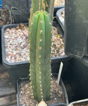 Tr Santaensis Mt05 2