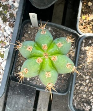 Tr Santaensis Mt05 3