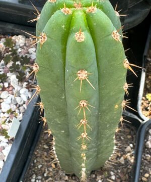 Tr Santaensis Mt05 4