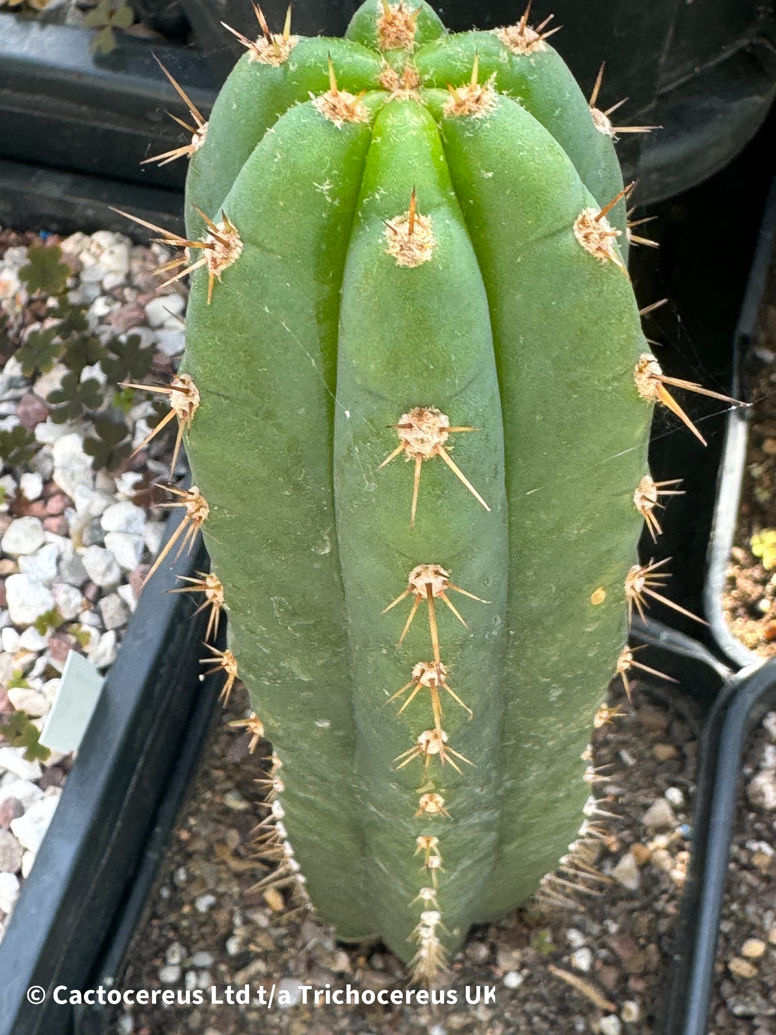Tr. santaensis 'Chavin (MT05)' - Whole Plant | Cactocereus UK t/a