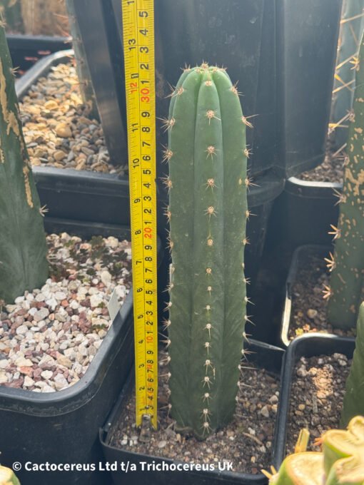 Tr. Santaensis 'Chavin (Mt05)' - Whole Plant - Image 2