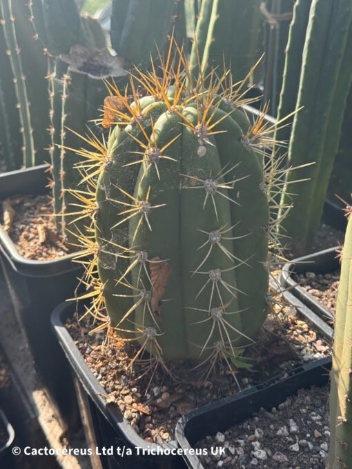 Tr. Terscheckii (Argentine Saguaro) - Whole Plants