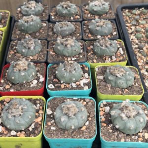 Lophophora Willaimsii 4Cm 1