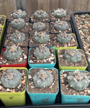 Lophophora Williamsii - Peyote Adults (3Cm +)