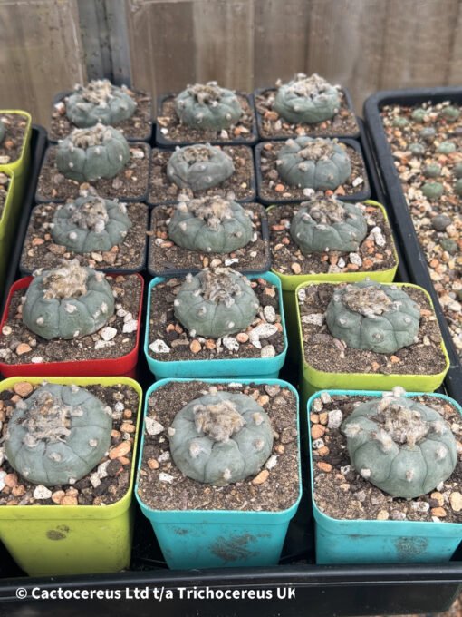 Lophophora Williamsii - Peyote Adults (3Cm +)