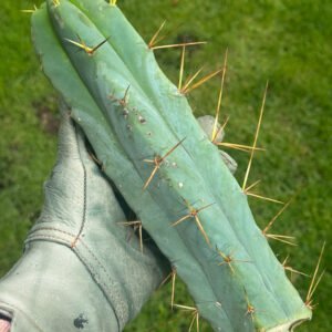 Tr Bridgesii Kai 1