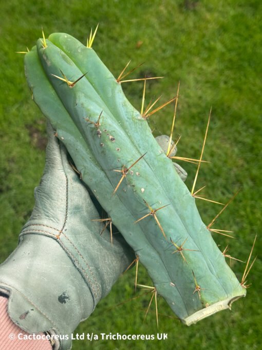 Tr. Bridgesii 'Kai Funky Lumpy' Semi Monstrose