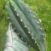 Trichocereus hybrid 'Eliana x Lima'