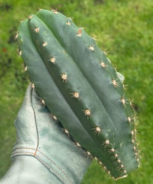 Trichocereus hybrid 'Eliana x Lima'