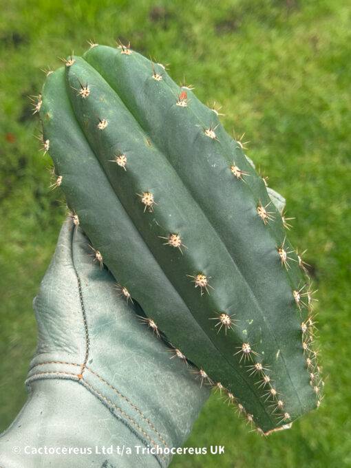 Trichocereus Hybrid 'Eliana X Lima'
