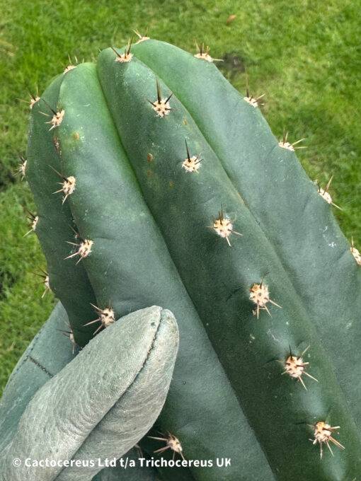 Trichocereus Hybrid 'Eliana X Lima' - Image 4