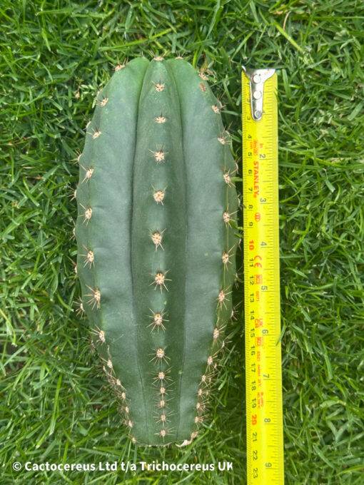 Trichocereus Hybrid 'Eliana X Lima' - Image 2