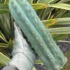 Tr Pachanoi X Tr Peruvianus 3 1