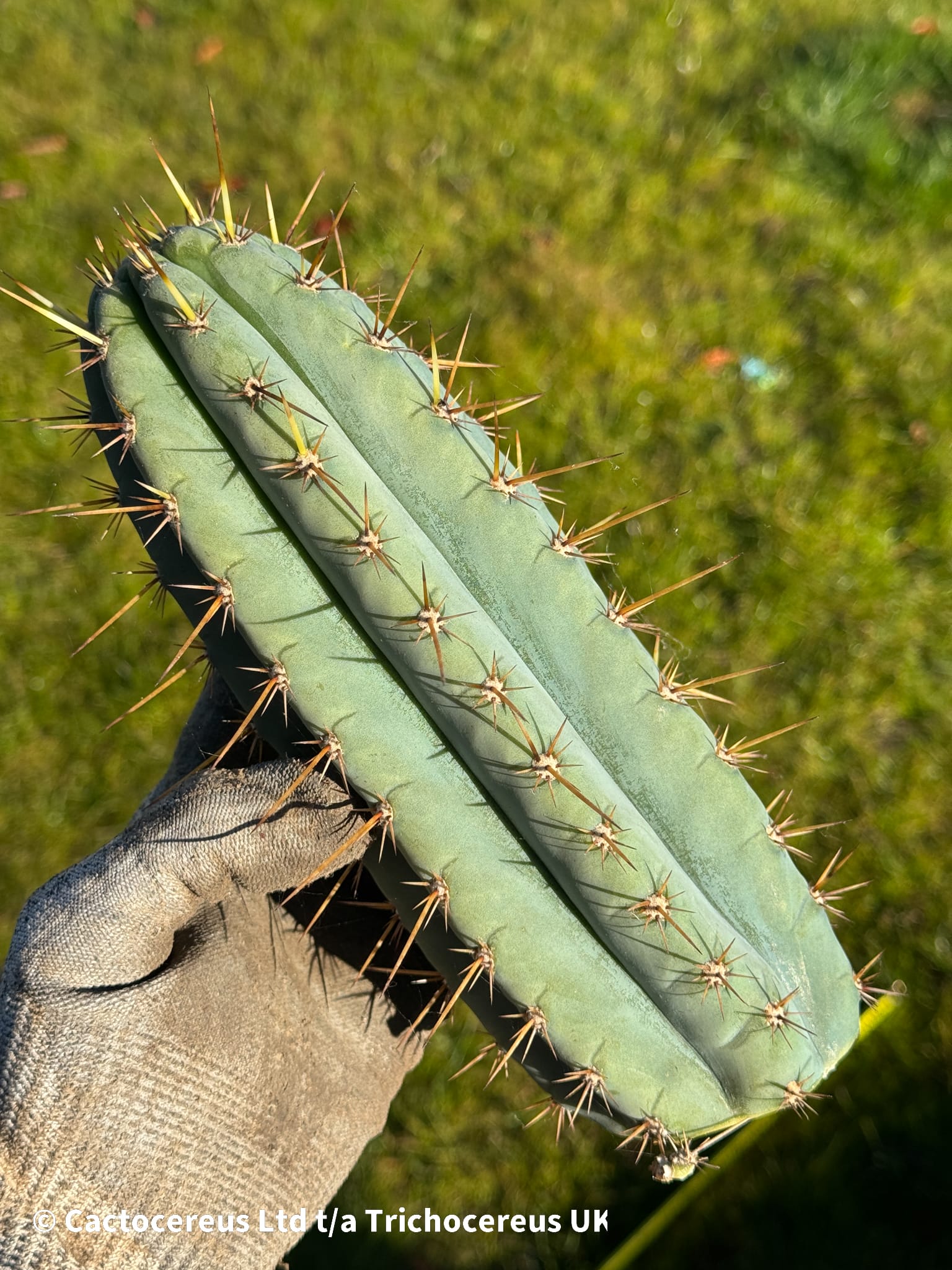 Tr. peruvianus - Peruvian Torch - Cuts | Cactocereus UK t/a