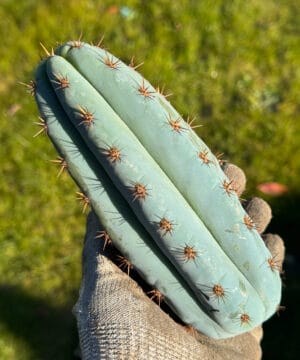 専用 1kg Trichocereus peruvianus /トップカット Trichocereus