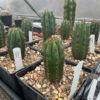 Tr. peru 'Rosei 1' x Tr. macro 'Arid Art' Seedlings