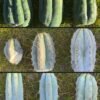 Clone Grafting Bundles - Killer Genetics