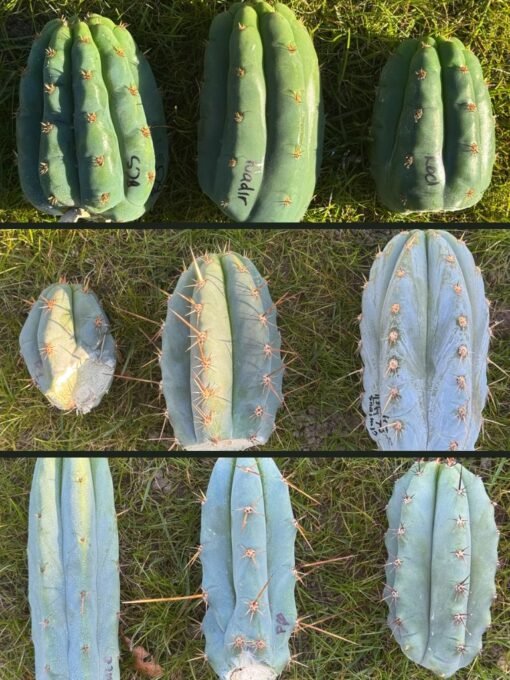 Clone Grafting Bundles - Killer Genetics