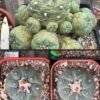 Lophophora fricii Adults - 3cm+