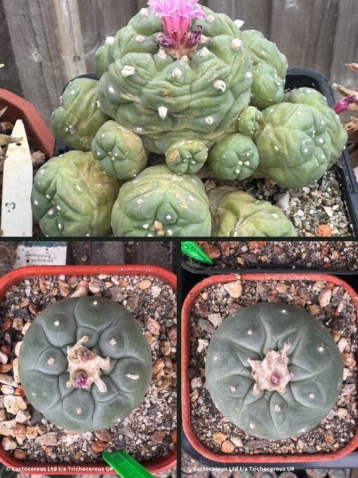 Lophophora Fricii Adults - 3Cm+