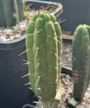 Rauhocereus riosaniensis ssp jaenensis - Cuts