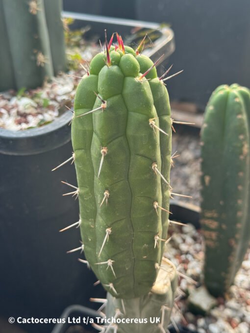 Rauhocereus Riosaniensis Ssp Jaenensis - Cuts
