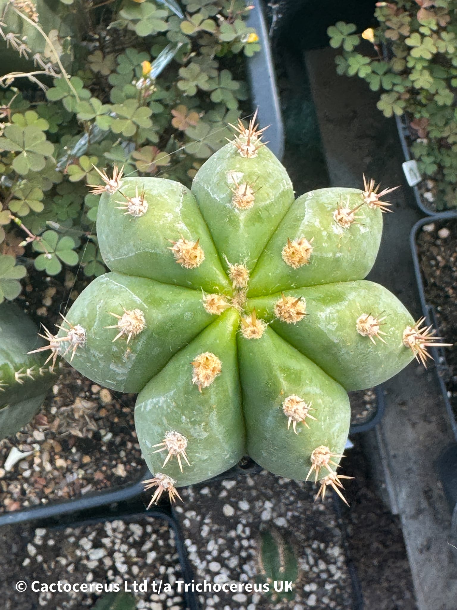 専用 2点 SUPER PEDRO X ANAKIE・Trichocereus SASS x Super Pedro - Whole Plant | Cactocereus UK t/a