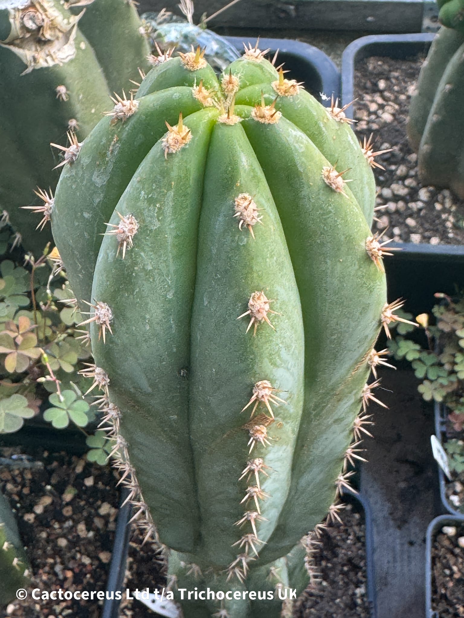SASS x Super Pedro - Whole Plant | Cactocereus UK t/a