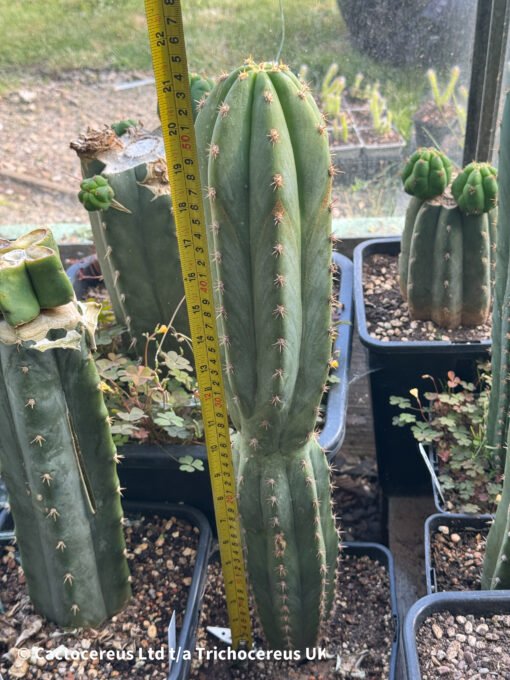 Sass X Super Pedro - Whole Plant - Image 2