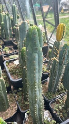 Sausageplant