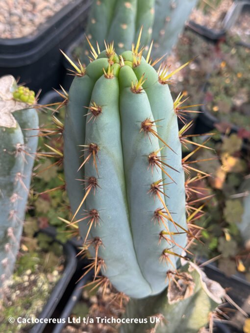 Tr. Bridgesii 'Lumberjack' X Tr. Peruvianus 'Sharxx Blue' - Cuts