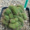 TPQC x Nitrogen Mama TPC (Misplant) - Whole Plant