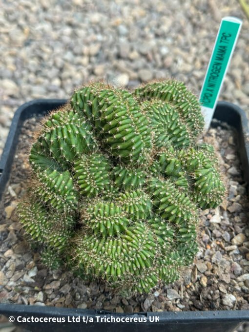 Tpqc X Nitrogen Mama Tpc (Misplant) - Whole Plant