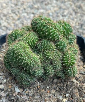 Tcpq X Nitrogen Mamma Tpc 3
