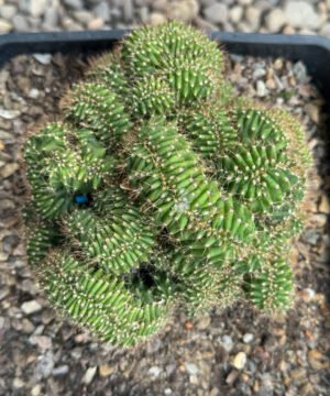 Tcpq X Nitrogen Mamma Tpc 4