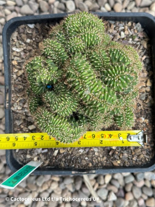 Tpqc X Nitrogen Mama Tpc (Misplant) - Whole Plant - Image 2