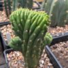 TPM Crosses - Trichocereus pachanoi Monstrose