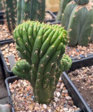 TPM Crosses - Trichocereus pachanoi Monstrose