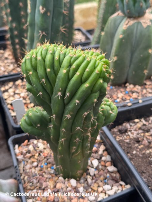 Tpm Crosses - Trichocereus Pachanoi Monstrose