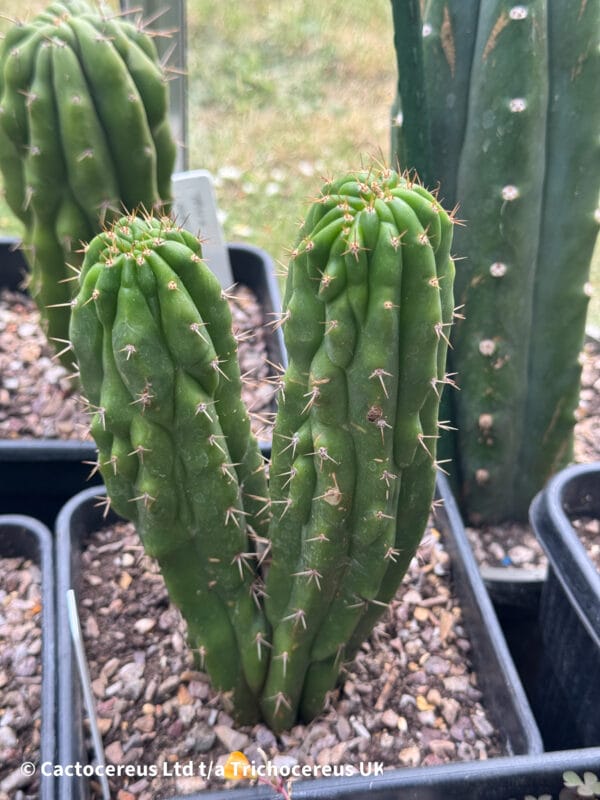 TPM x SS02 | Cactocereus UK t/a Trichocereus UK