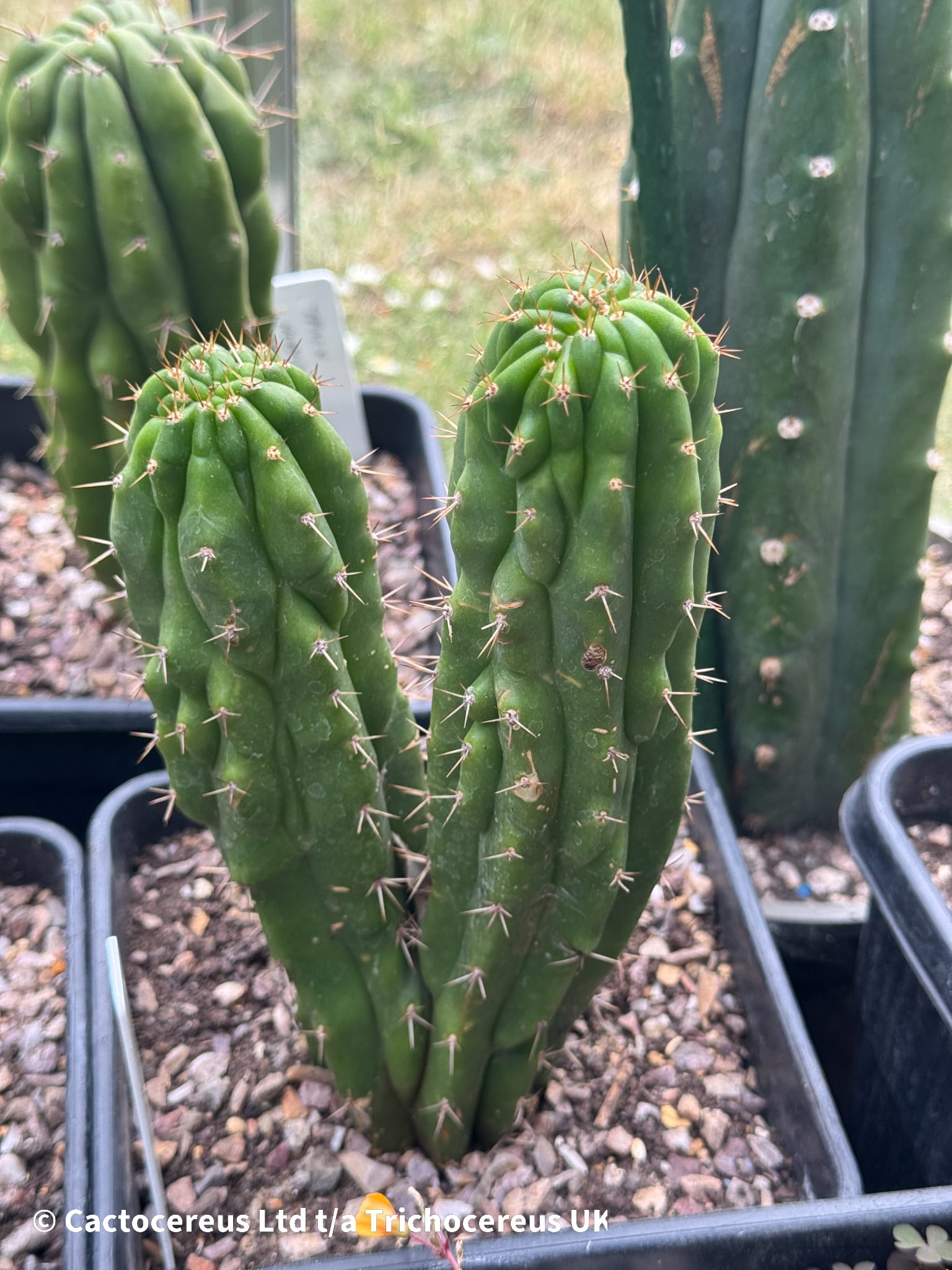 TPM x SS02 | Cactocereus UK t/a Trichocereus UK