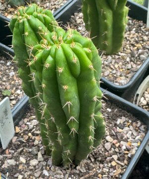 Tpm X Tr Bridgesii Ss02 4