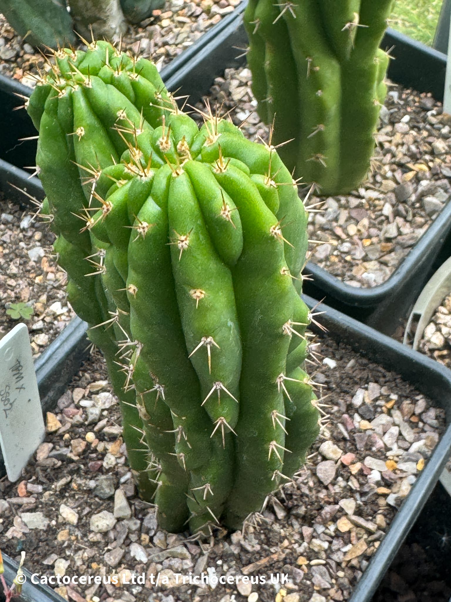 TPM x SS02 | Cactocereus UK t/a Trichocereus UK