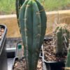 Tr Bridgesii X Tr Peru Crazy Spines 1