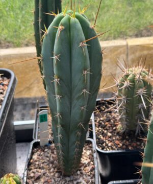 Tr. bridgesii x Tr. peruvianus 'Crazy Spines' - Cross