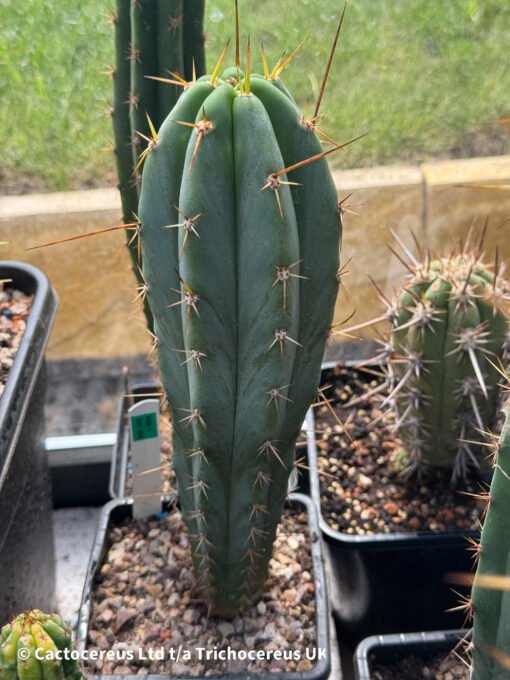 Tr. Bridgesii X Tr. Peruvianus 'Crazy Spines' - Cross