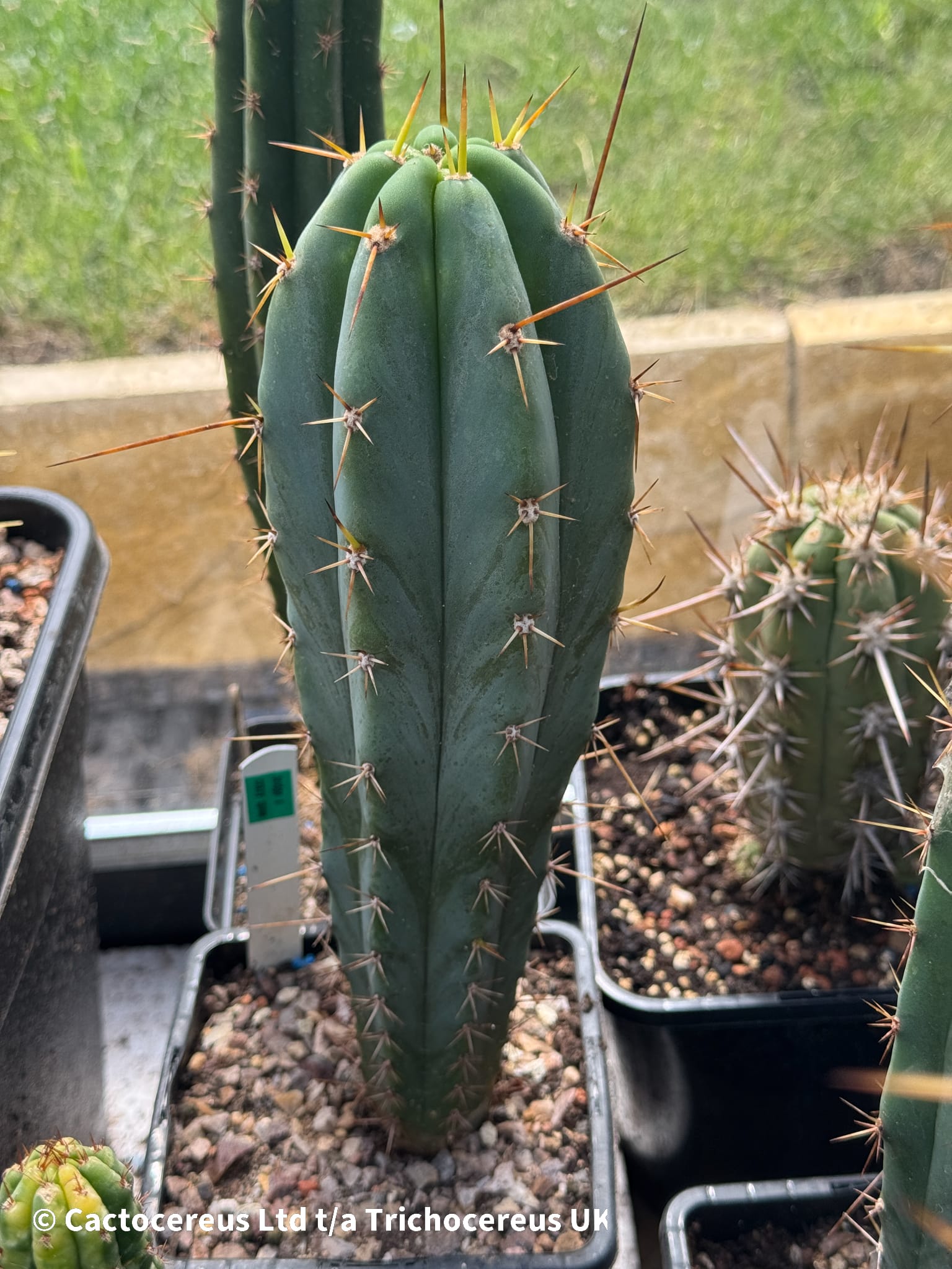 Tr. bridgesii x Tr. peruvianus 'Crazy Spines' - Cross