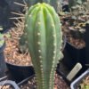 Tr. peruvianus 'Sharxx Blue' x Zelly Hybrid - Whole Plants