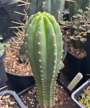 Tr. peruvianus 'Sharxx Blue' x Zelly Hybrid - Whole Plants