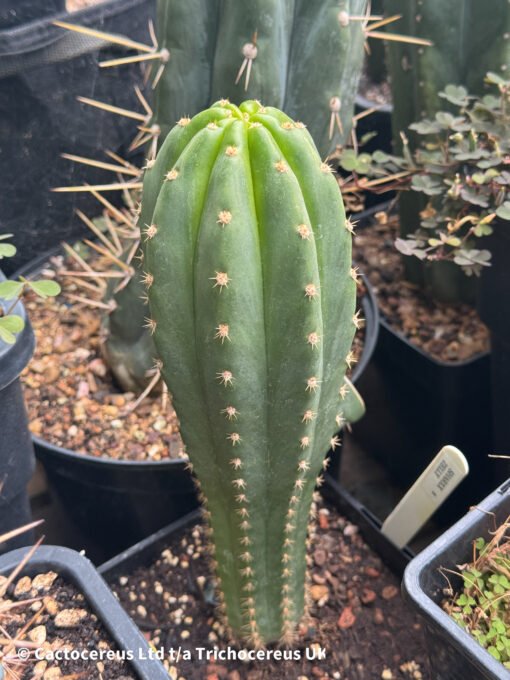 Tr. Peruvianus 'Sharxx Blue' X Zelly Hybrid - Whole Plants